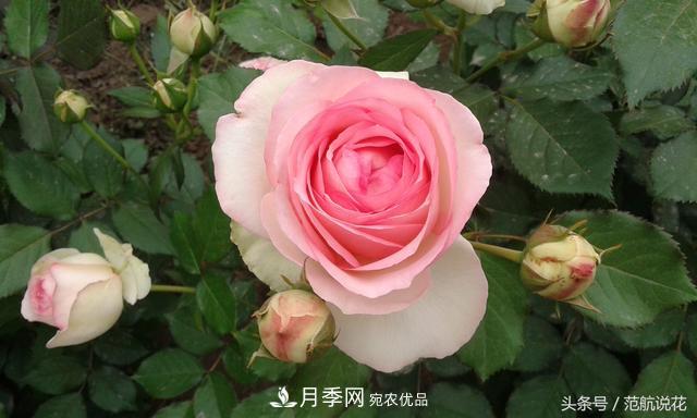 月季知識知多少？這可能是世上***全的月季百科知識！(圖2)