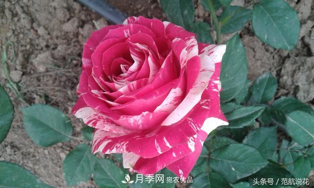 月季知識知多少？這可能是世上***全的月季百科知識！(圖3)