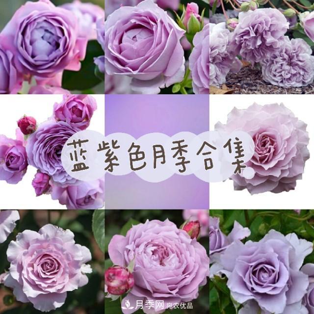 熱門(mén)的藍紫色月季品種盤(pán)點(diǎn)，你喜歡哪一款呢？(圖1)