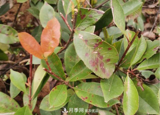 雨季石楠苗木葉斑病盛行，園林人注意防治(圖1)