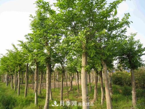 恢復移栽苗木長(cháng)勢，技術(shù)措施看這里(圖1)