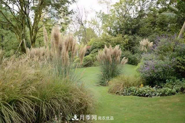 常用草坪草種及其品種總結(圖1)