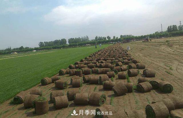 常用草坪草種及其品種總結(圖2)