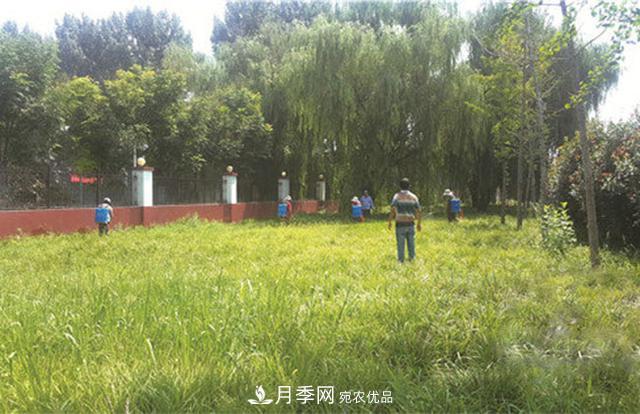 常用草坪草種及其品種總結(圖4)