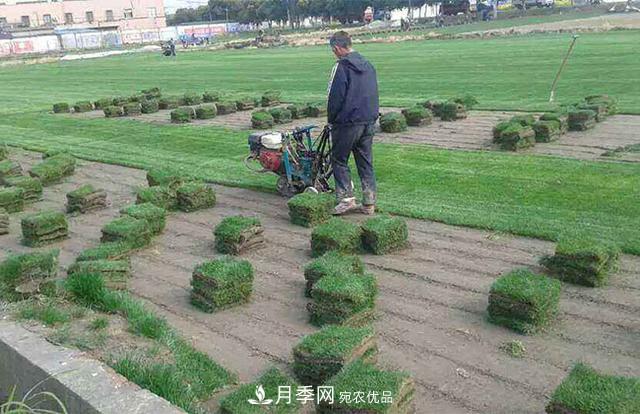 常用草坪草種及其品種總結(圖3)