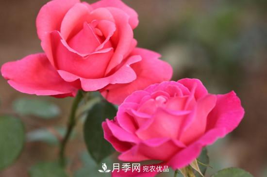 為什么南陽(yáng)月季老根便宜？(圖1)
