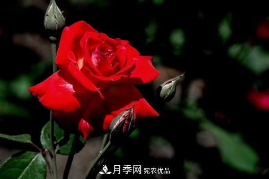 為什么南陽(yáng)月季老根便宜？(圖2)