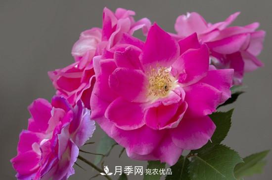 為什么南陽(yáng)月季老根便宜？(圖3)