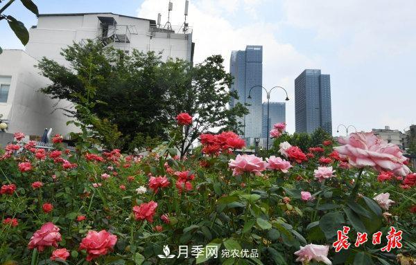 烈日下，武漢城區月季盛情開(kāi)放(圖集)(圖4)