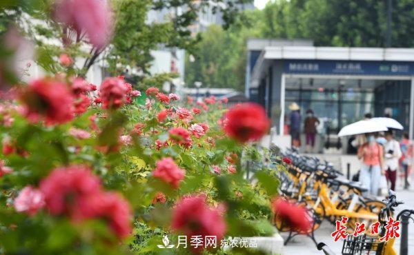 烈日下，武漢城區月季盛情開(kāi)放(圖集)(圖2)