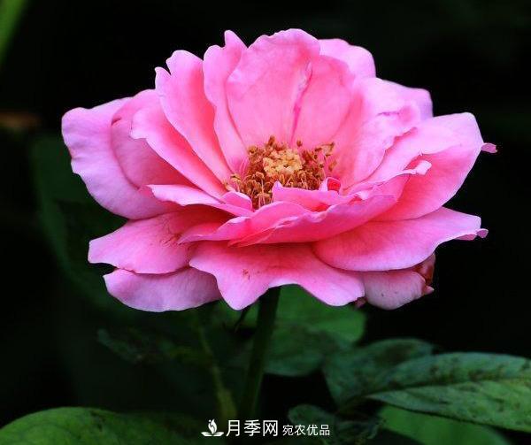 烈日下，武漢城區月季盛情開(kāi)放(圖集)(圖3)