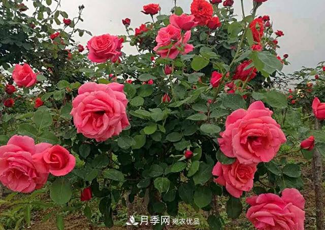 一棵樹(shù)狀月季，一年四季都美呆了！(圖2)
