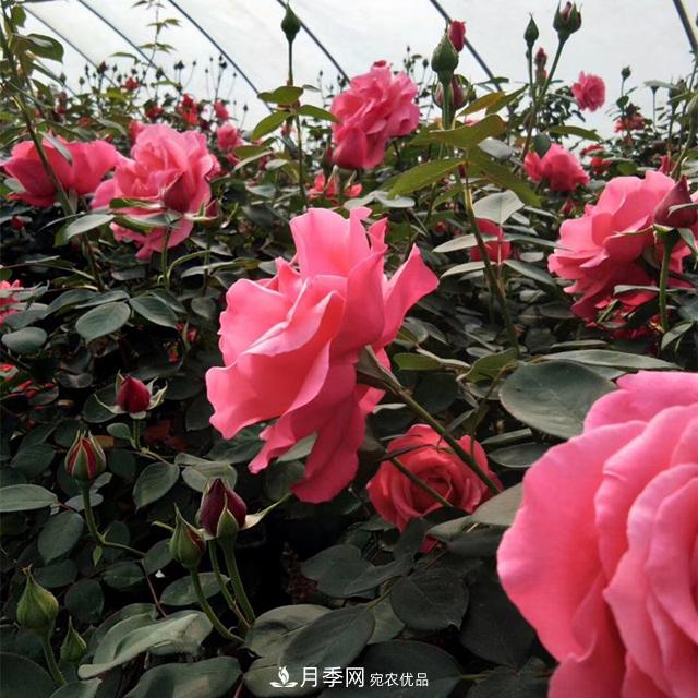 南陽(yáng)樹(shù)狀月季批發(fā)基地，規模大，品質(zhì)好，成活率高(圖2)