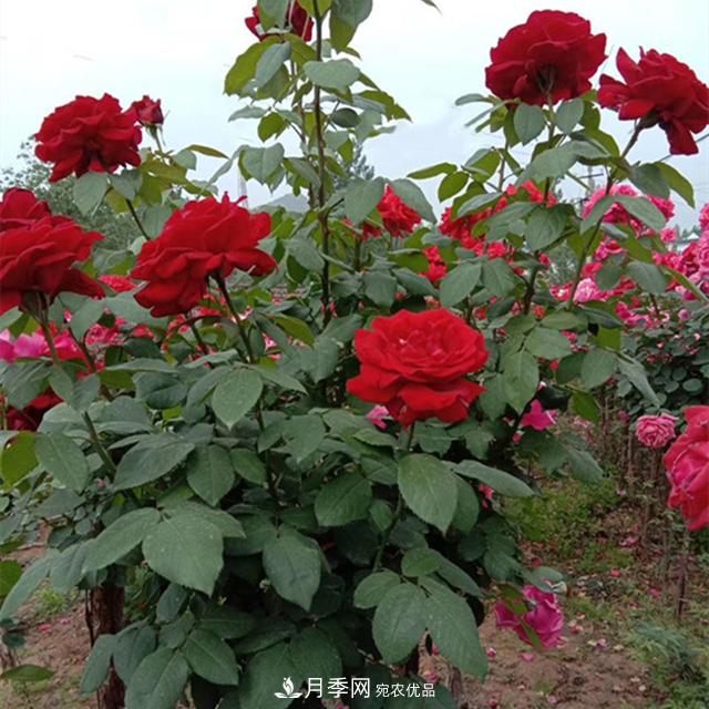 南陽(yáng)樹(shù)狀月季批發(fā)基地，規模大，品質(zhì)好，成活率高(圖3)