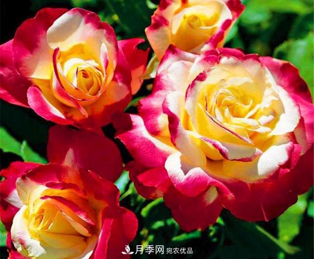 香水月季紅雙喜，學(xué)會(huì )5個(gè)要點(diǎn)，花朵又大又香(圖2)