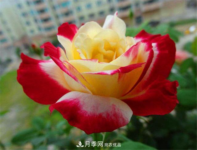 香水月季紅雙喜，學(xué)會(huì )5個(gè)要點(diǎn)，花朵又大又香(圖1)