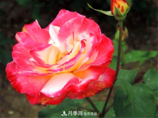 香水月季紅雙喜，學(xué)會(huì )5個(gè)要點(diǎn)，花朵又大又香(圖3)