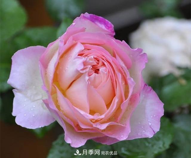 破曉月季會(huì )變色，三天一變身，糖果色花瓣溫婉可人(圖1)