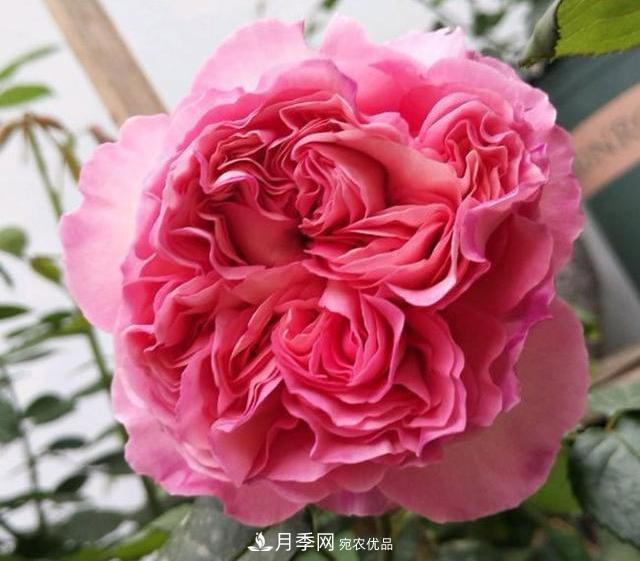 破曉月季會(huì )變色，三天一變身，糖果色花瓣溫婉可人(圖2)