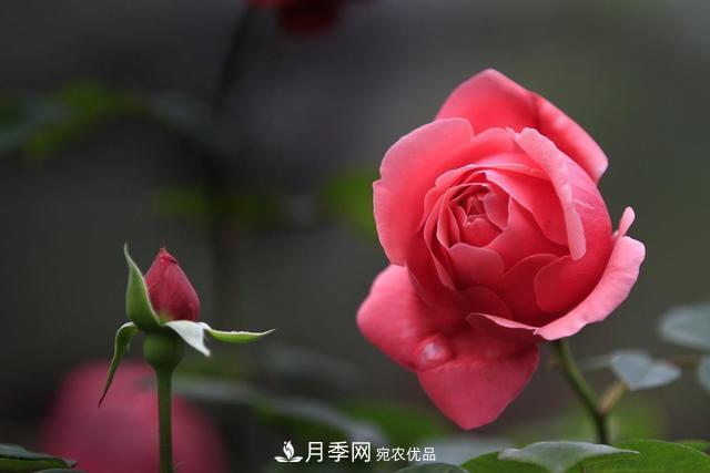 月季花如何施肥？經(jīng)驗之談，正確使用有機肥和化學(xué)肥料(圖1)