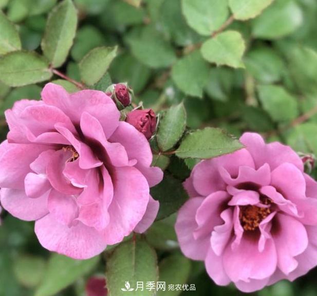 8款巴比倫眼睛月季，花型獨特還有好聞的香味(圖4)