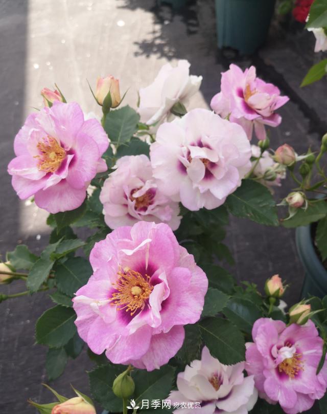 8款巴比倫眼睛月季，花型獨特還有好聞的香味(圖2)