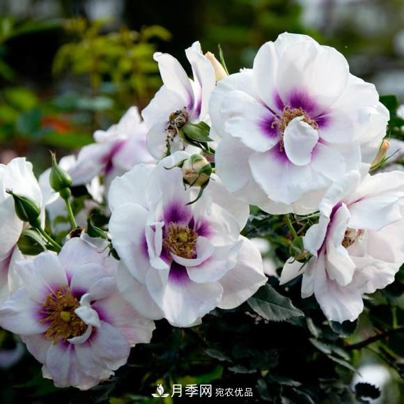 8款巴比倫眼睛月季，花型獨特還有好聞的香味(圖1)