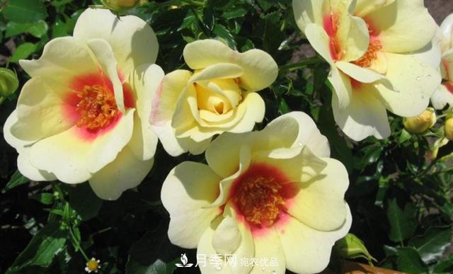 8款巴比倫眼睛月季，花型獨特還有好聞的香味(圖9)