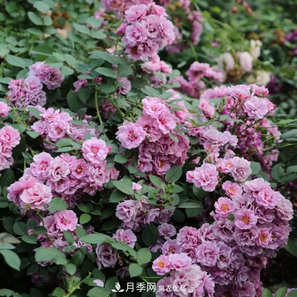8款巴比倫眼睛月季，花型獨特還有好聞的香味(圖5)