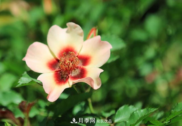 8款巴比倫眼睛月季，花型獨特還有好聞的香味(圖6)