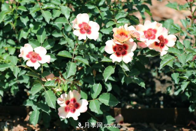 8款巴比倫眼睛月季，花型獨特還有好聞的香味(圖7)