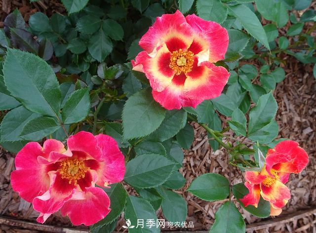 8款巴比倫眼睛月季，花型獨特還有好聞的香味(圖11)