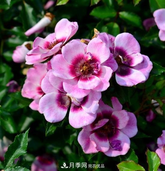 8款巴比倫眼睛月季，花型獨特還有好聞的香味(圖14)