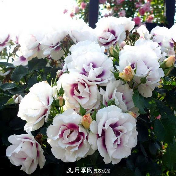 8款巴比倫眼睛月季，花型獨特還有好聞的香味(圖12)