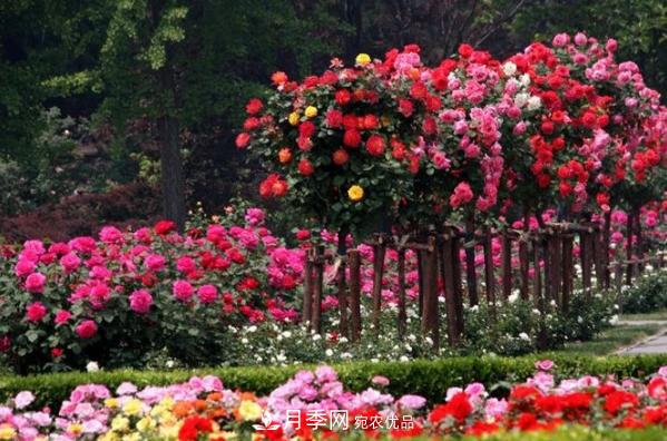 南陽(yáng)月季園開(kāi)展百萬(wàn)月季種植大會(huì )戰(圖1)