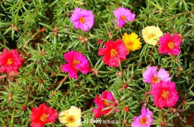 8月，不要再買(mǎi)這3種花，賞花時(shí)間短，很不劃算(圖1)