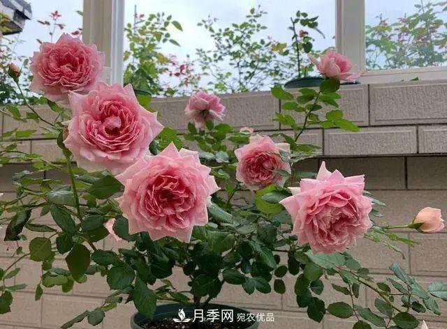 七月炎熱盆栽月季的葉片大量脫落，“煉苗”可抵抗酷暑！(圖1)