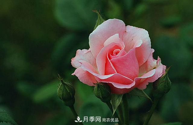 月季花春季萌芽，老葉片“何去何從”？處理得當，開(kāi)花才會(huì )滿(mǎn)枝頭(圖1)