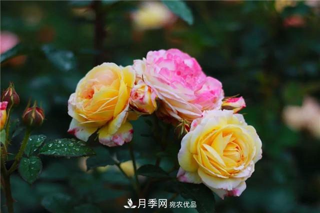 南方花友，您的月季打頂摘心了嗎？明年開(kāi)得才更猛(圖1)