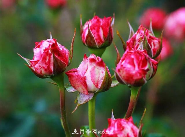 南方花友，您的月季打頂摘心了嗎？明年開(kāi)得才更猛(圖2)