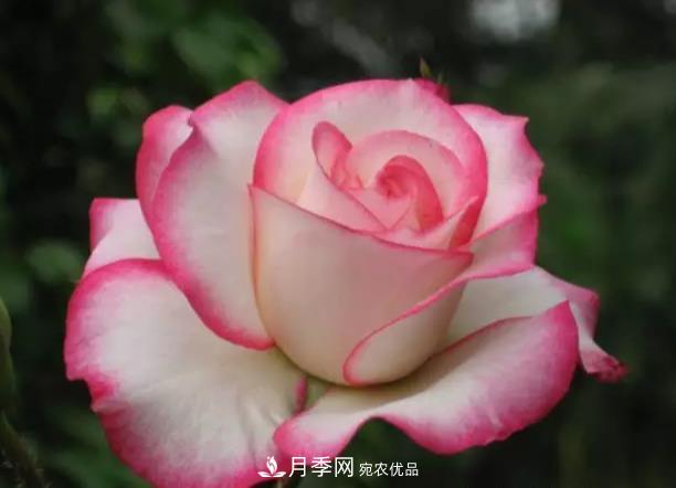 夏天月季扦插技巧，提高你的成活率(圖1)