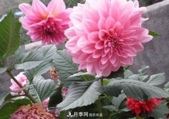甘肅省種植月季花也能年入800萬(wàn)？生意經(jīng)全在這(圖1)