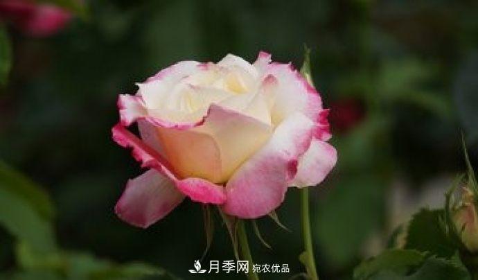 甘肅省種植月季花也能年入800萬(wàn)？生意經(jīng)全在這(圖2)