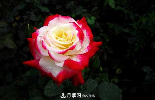 大花月季主要有哪些花色和品種？(圖1)