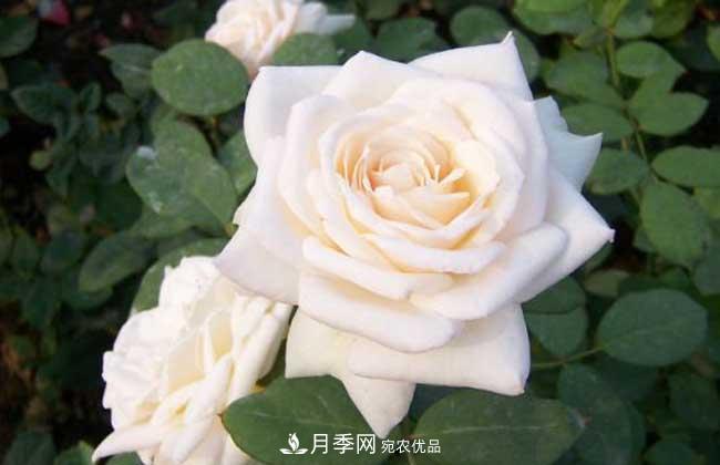 大花月季主要有哪些花色和品種？(圖2)