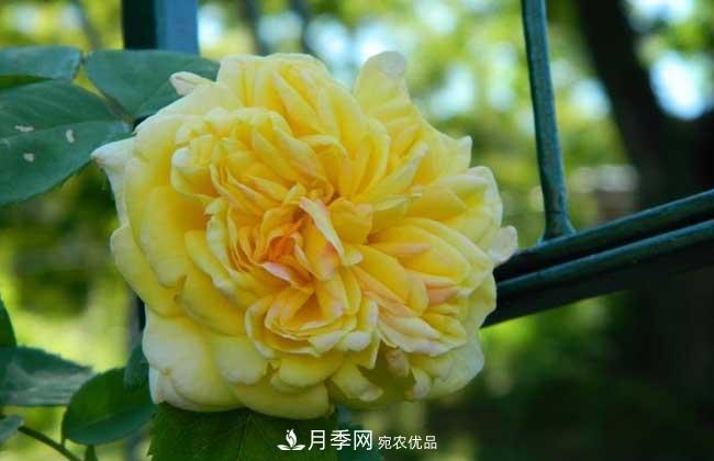 大花月季主要有哪些花色和品種？(圖3)