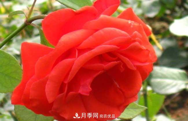 大花月季主要有哪些花色和品種？(圖4)