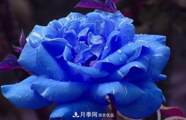 大花月季主要有哪些花色和品種？(圖5)