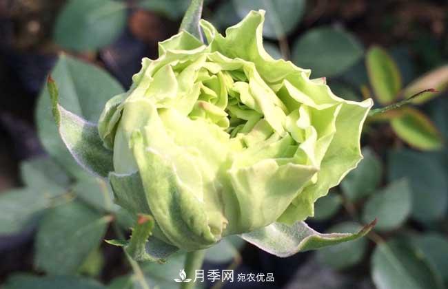 大花月季主要有哪些花色和品種？(圖7)