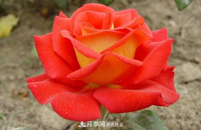 大花月季主要有哪些花色和品種？(圖8)